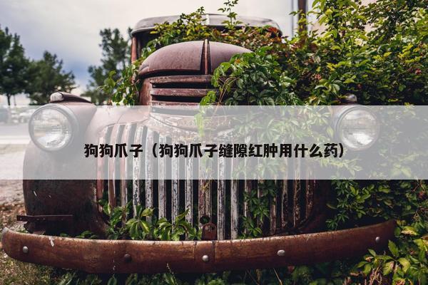 狗狗爪子（狗狗爪子缝隙红肿用什么药）