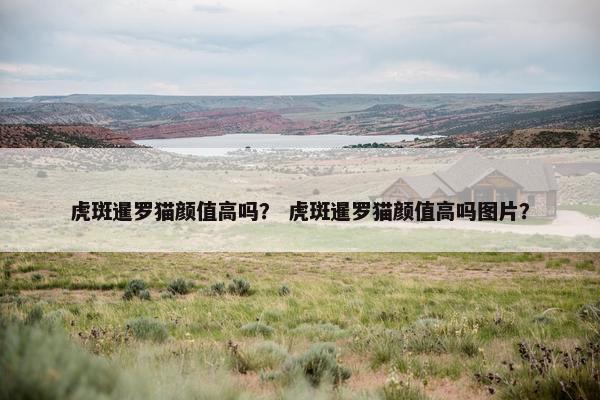 虎斑暹罗猫颜值高吗？ 虎斑暹罗猫颜值高吗图片？
