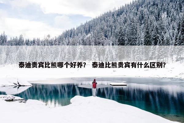 泰迪贵宾比熊哪个好养？ 泰迪比熊贵宾有什么区别？