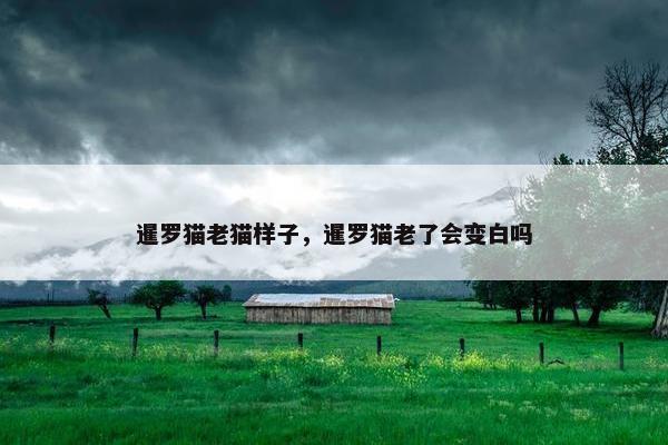 暹罗猫老猫样子，暹罗猫老了会变白吗