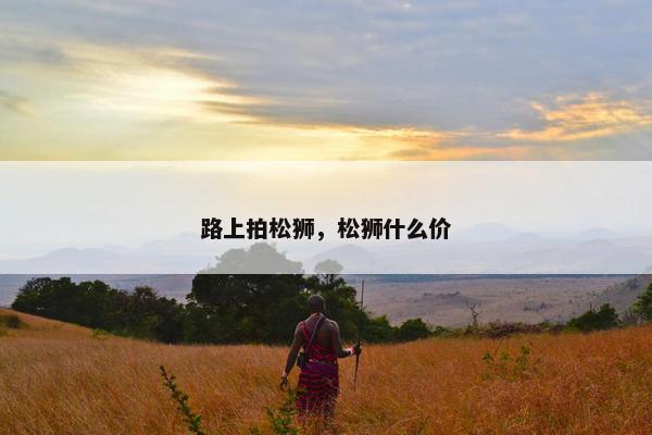 路上拍松狮，松狮什么价
