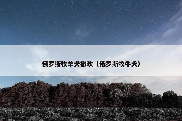 俄罗斯牧羊犬撒欢（俄罗斯牧牛犬）