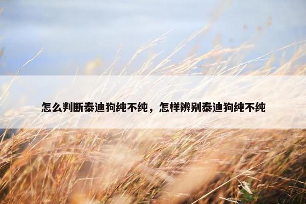 怎么判断泰迪狗纯不纯，怎样辨别泰迪狗纯不纯