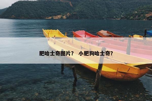 肥哈士奇图片？ 小肥狗哈士奇？