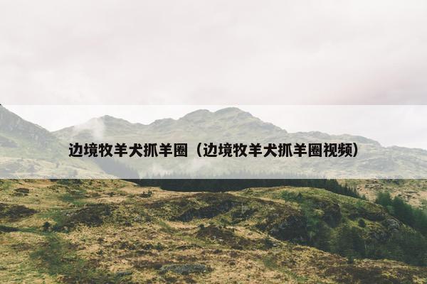边境牧羊犬抓羊圈（边境牧羊犬抓羊圈视频）