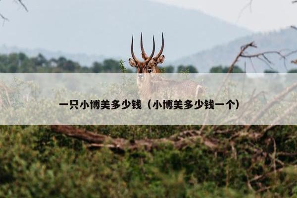 一只小博美多少钱（小博美多少钱一个）