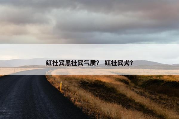 红杜宾黑杜宾气质？ 红杜宾犬？