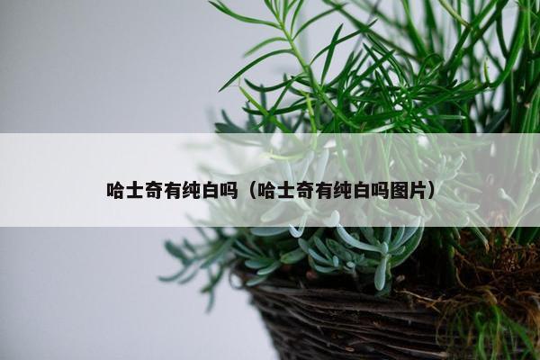 哈士奇有纯白吗（哈士奇有纯白吗图片）