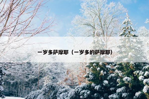 一岁多萨摩耶（一岁多的萨摩耶）