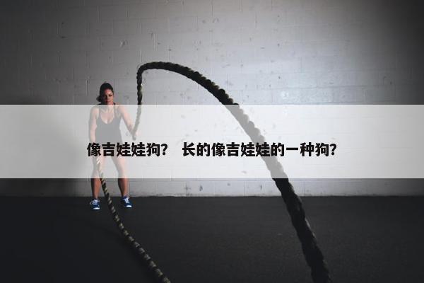 像吉娃娃狗？ 长的像吉娃娃的一种狗？