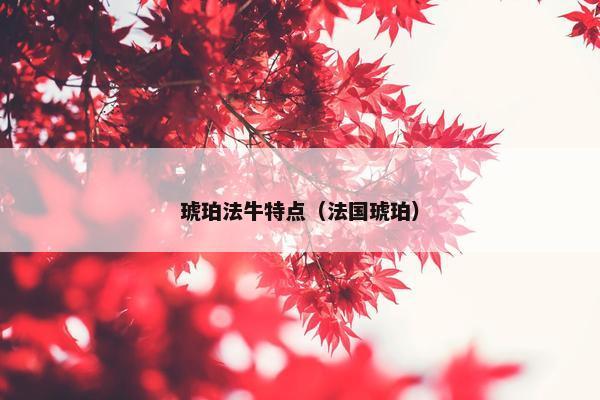 琥珀法牛特点（法国琥珀）