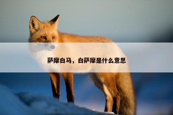 萨摩白马，白萨摩是什么意思