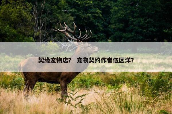 契缘宠物店？ 宠物契约作者伍区洋？