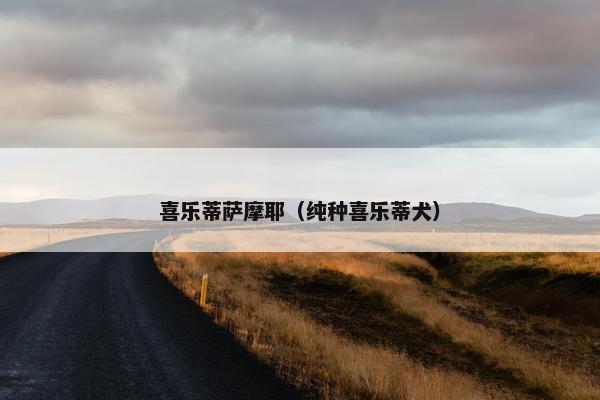 喜乐蒂萨摩耶（纯种喜乐蒂犬）