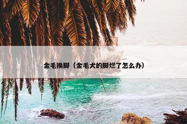 金毛换脚（金毛犬的脚烂了怎么办）