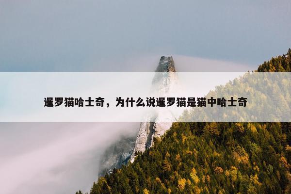暹罗猫哈士奇，为什么说暹罗猫是猫中哈士奇