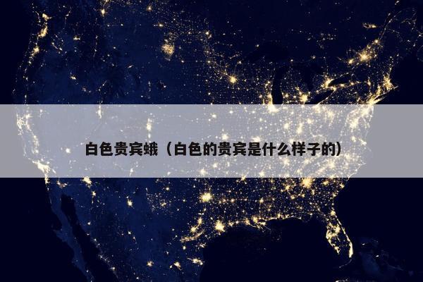 白色贵宾蛾（白色的贵宾是什么样子的）