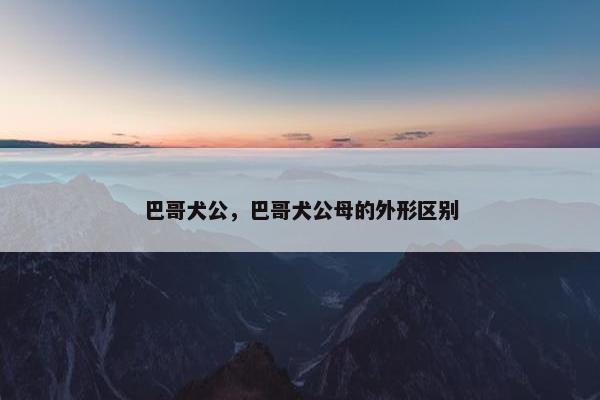 巴哥犬公，巴哥犬公母的外形区别