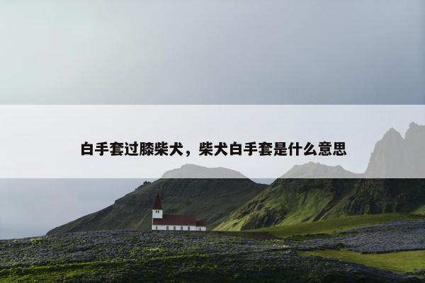 白手套过膝柴犬，柴犬白手套是什么意思