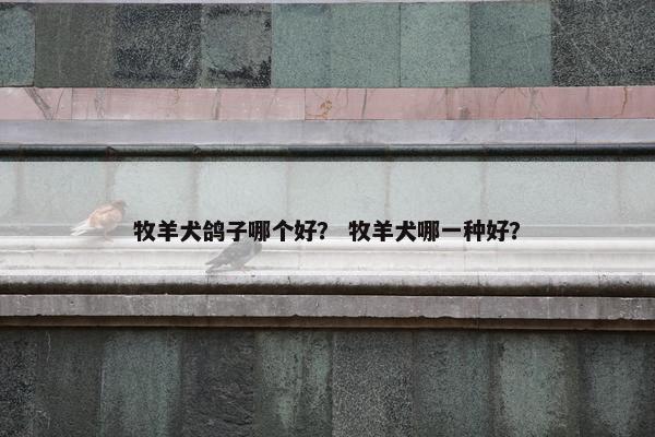牧羊犬鸽子哪个好？ 牧羊犬哪一种好？