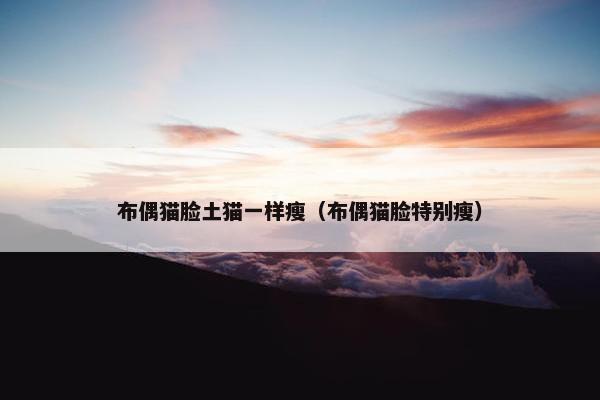 布偶猫脸土猫一样瘦（布偶猫脸特别瘦）