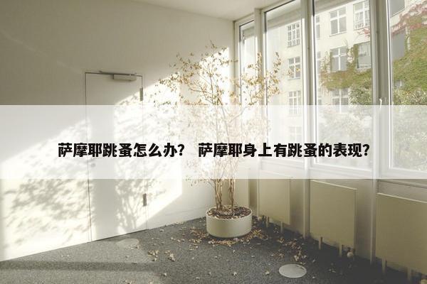 萨摩耶跳蚤怎么办？ 萨摩耶身上有跳蚤的表现？