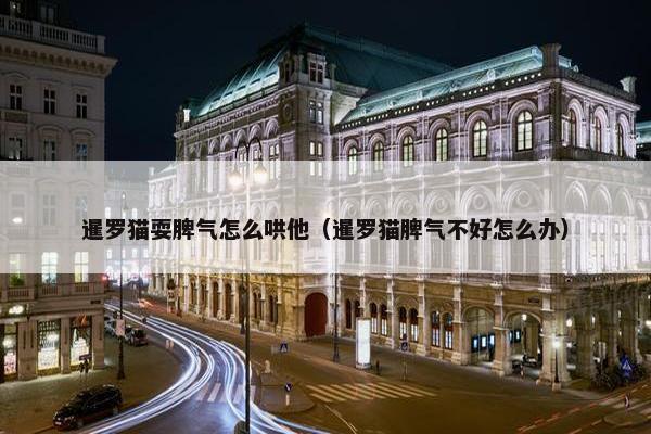 暹罗猫耍脾气怎么哄他（暹罗猫脾气不好怎么办）