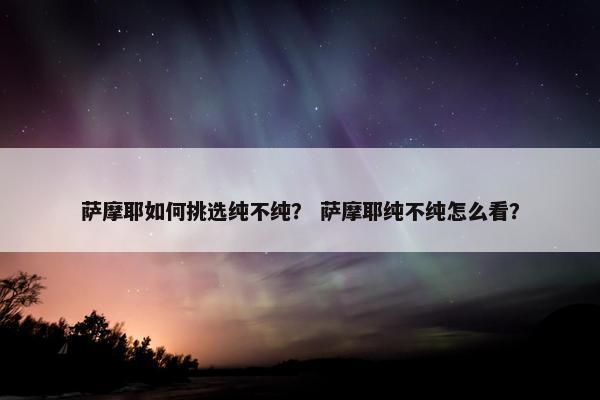 萨摩耶如何挑选纯不纯？ 萨摩耶纯不纯怎么看？