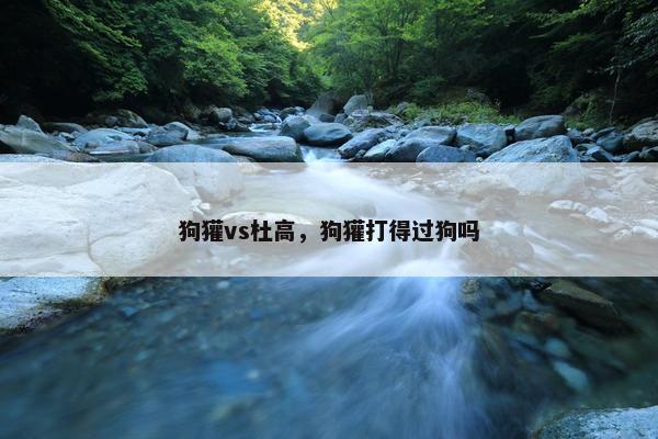狗獾vs杜高，狗獾打得过狗吗