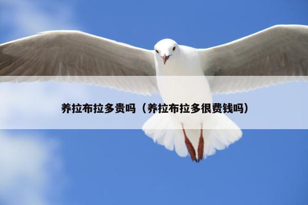 养拉布拉多贵吗（养拉布拉多很费钱吗）