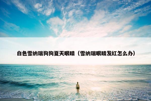 白色雪纳瑞狗狗夏天眼睛（雪纳瑞眼睛发红怎么办）