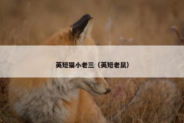 英短猫小老三（英短老鼠）