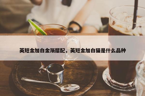 英短金加白金渐层配，英短金加白猫是什么品种